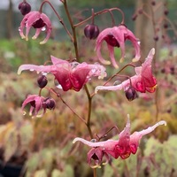 Epimedium  'Pink Champagne'